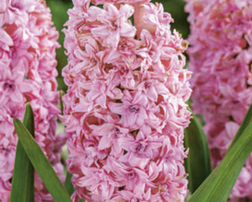 Hyacint 'Double Pink'