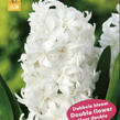 Hyacint 'Double White' - Hyacinthus 'Double White'