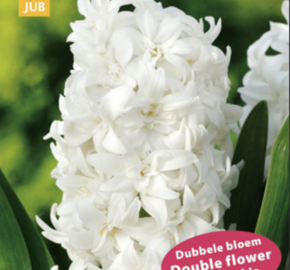 Hyacint 'Double White' - Hyacinthus 'Double White'