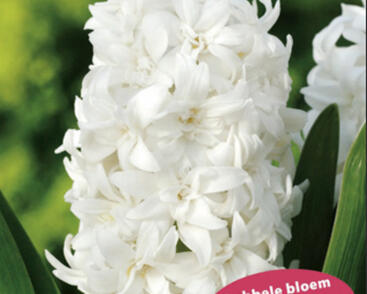 Hyacint 'Double White'