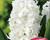 Hyacint 'Double White'