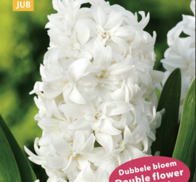 Hyacint 'Double White' - Hyacinthus 'Double White'