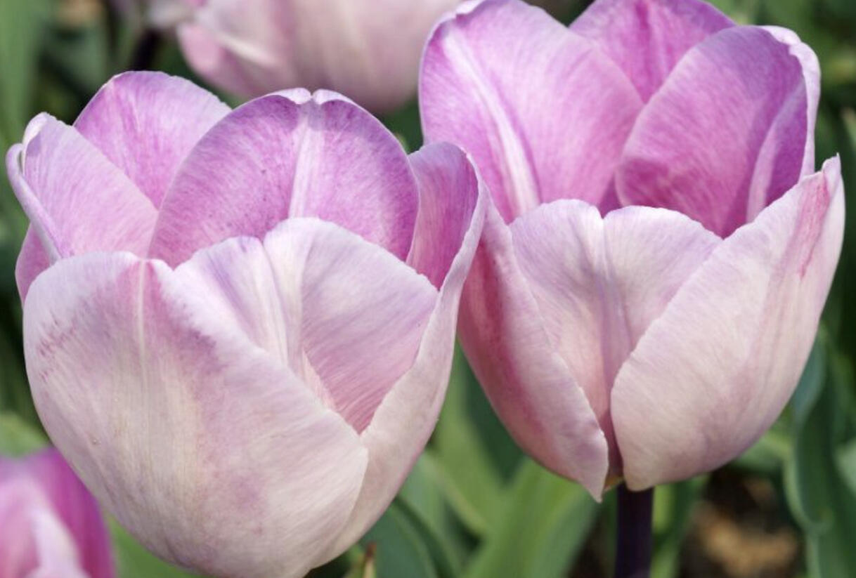 Tulipán Triumph 'Jacuzzi' - Tulipa Triumph 'Jacuzzi'