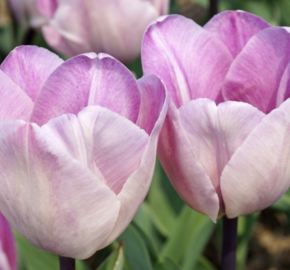 Tulipán Triumph 'Jacuzzi' - Tulipa Triumph 'Jacuzzi'