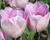 Tulipán Triumph 'Jacuzzi'