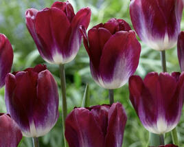 Tulipán Triumph 'Kansas Proud'