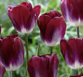 Tulipán Triumph 'Kansas Proud'