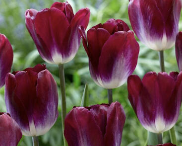 Tulipán Triumph 'Kansas Proud'