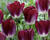 Tulipán Triumph 'Kansas Proud'
