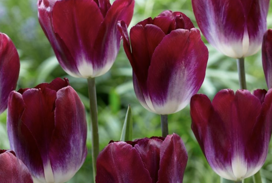 Tulipán Triumph 'Kansas Proud' - Tulipa Triumph 'Kansas Proud'