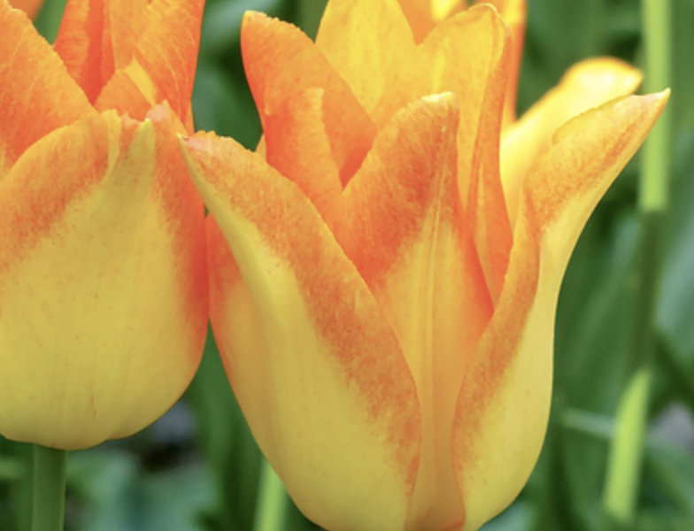 Tulipán liliovitý 'Moonblush' - Tulipa Lily 'Moonblush'