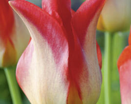 Tulipán liliovitý 'Strawberry Romanoff'