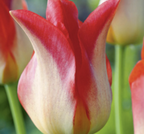 Tulipán liliovitý 'Strawberry Romanoff' - Tulipa Lily Flowering 'Strawberry Romanoff'