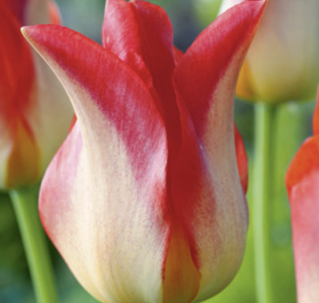 Tulipán liliovitý 'Strawberry Romanoff' - Tulipa Lily Flowering 'Strawberry Romanoff'