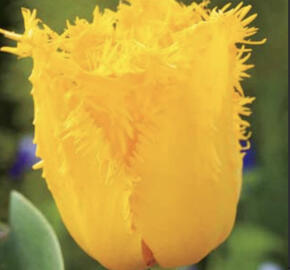 Tulipán třepenitý 'Crystal Star'