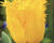 Tulipán třepenitý 'Crystal Star'