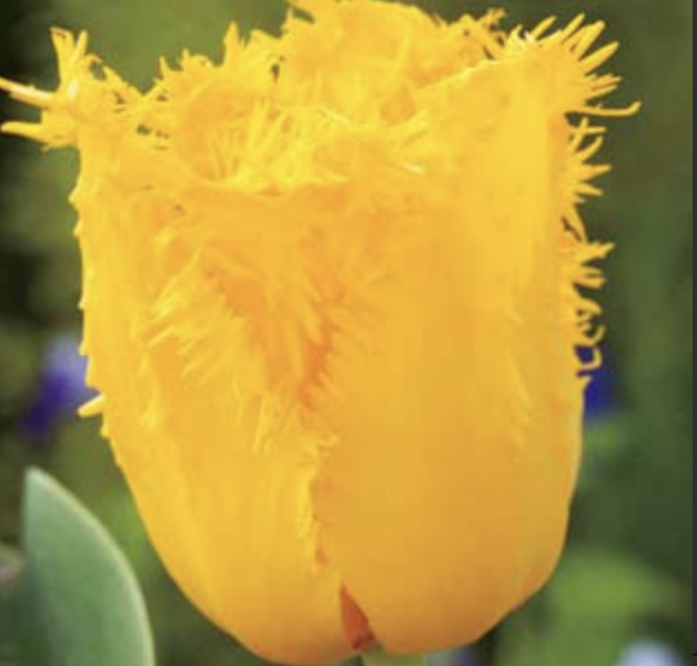 Tulipán třepenitý 'Crystal Star' - Tulipa Fringed 'Crystal Star'