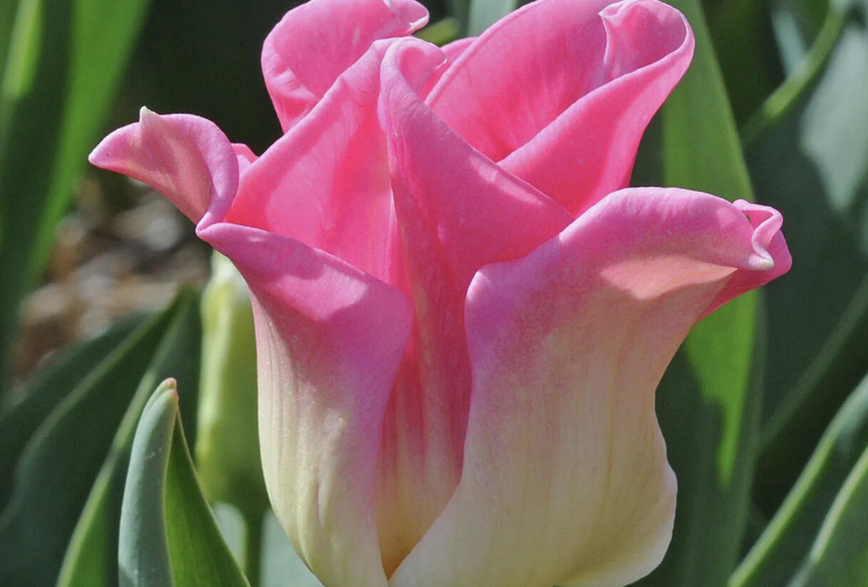 Tulipán coronet 'Crown of Dynasty' - Tulipa Crown type 'Crown of dynasty'