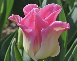 Tulipán coronet 'Crown of Dynasty'