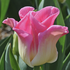 Tulipa crown type 'Crown of dynasty'.png