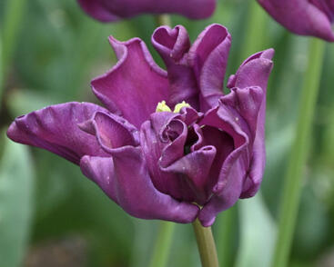 Tulipán coronet 'Crown of Negrita'