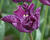 Tulipán coronet 'Crown of Negrita'