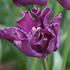 Tulipa crown type 'Crown of Negrita'.png