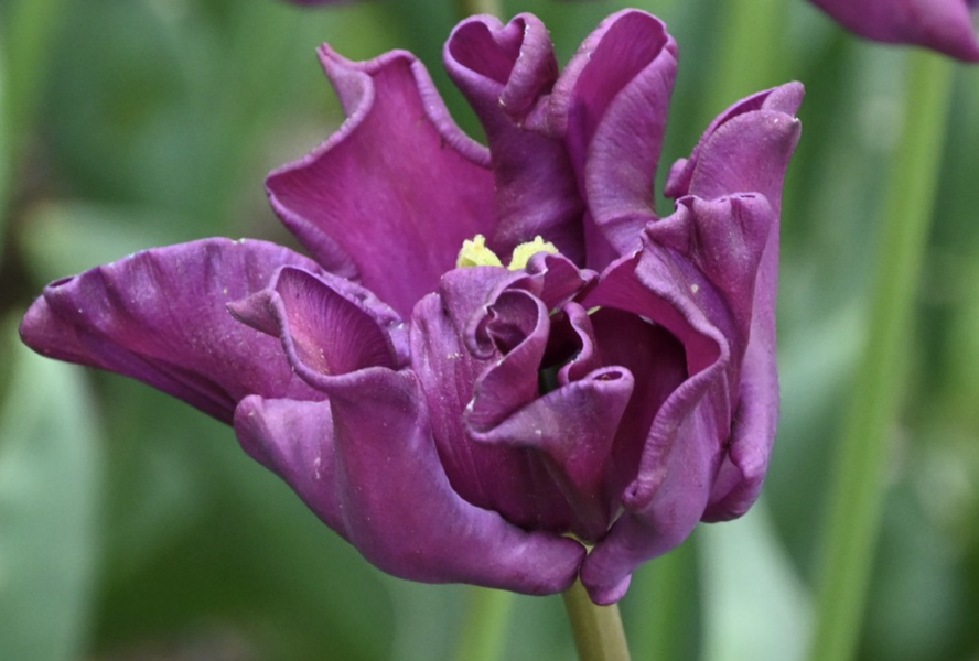 Tulipán coronet 'Crown of Negrita' - Tulipa Crown type 'Crown of Negrita'