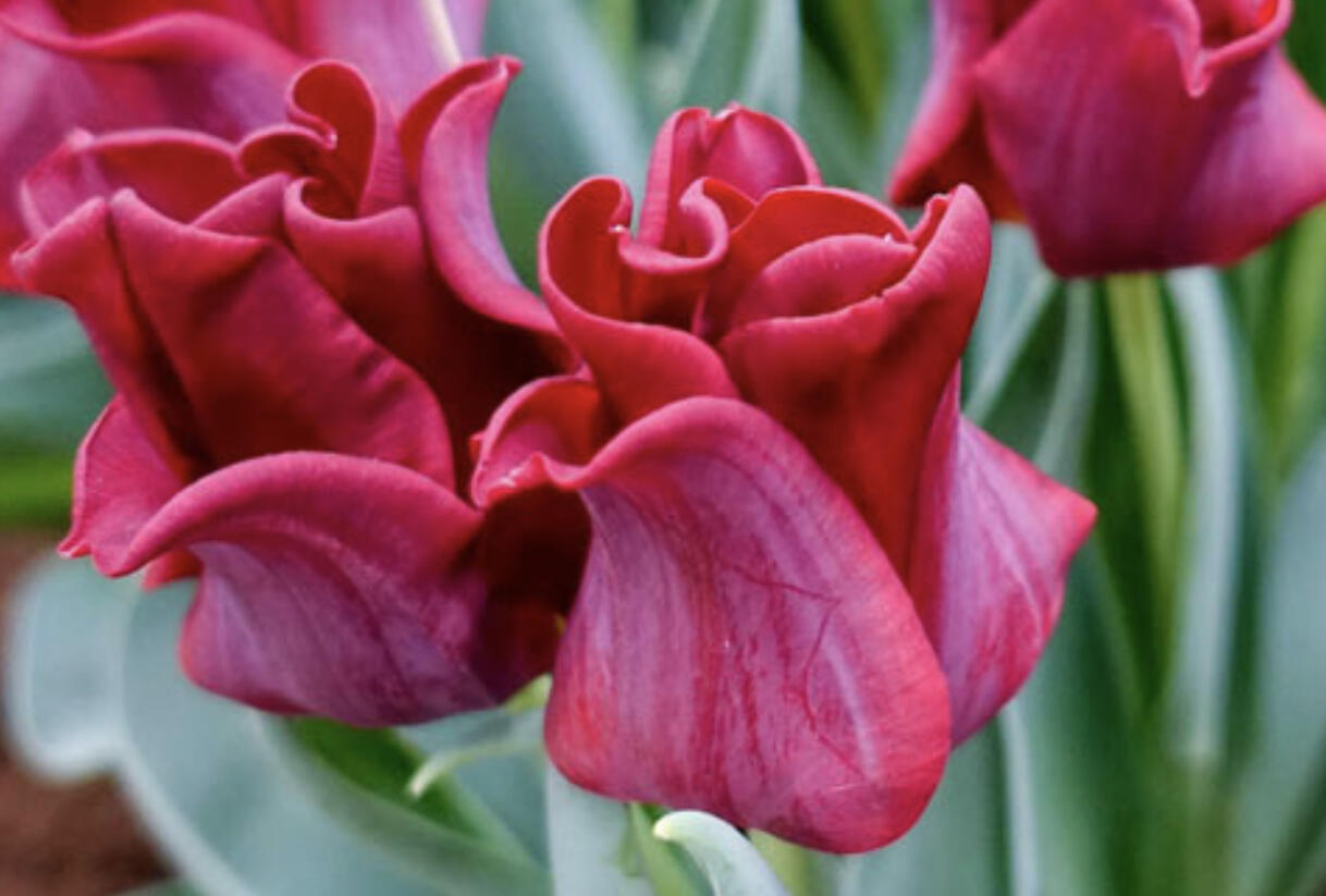Tulipán coronet 'Red Dress' - Tulipa Crown type 'Red Dress'