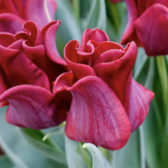 Tulipán coronet 'Red Dress' - Tulipa Crown type 'Red Dress'
