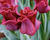 Tulipán coronet 'Red Dress'