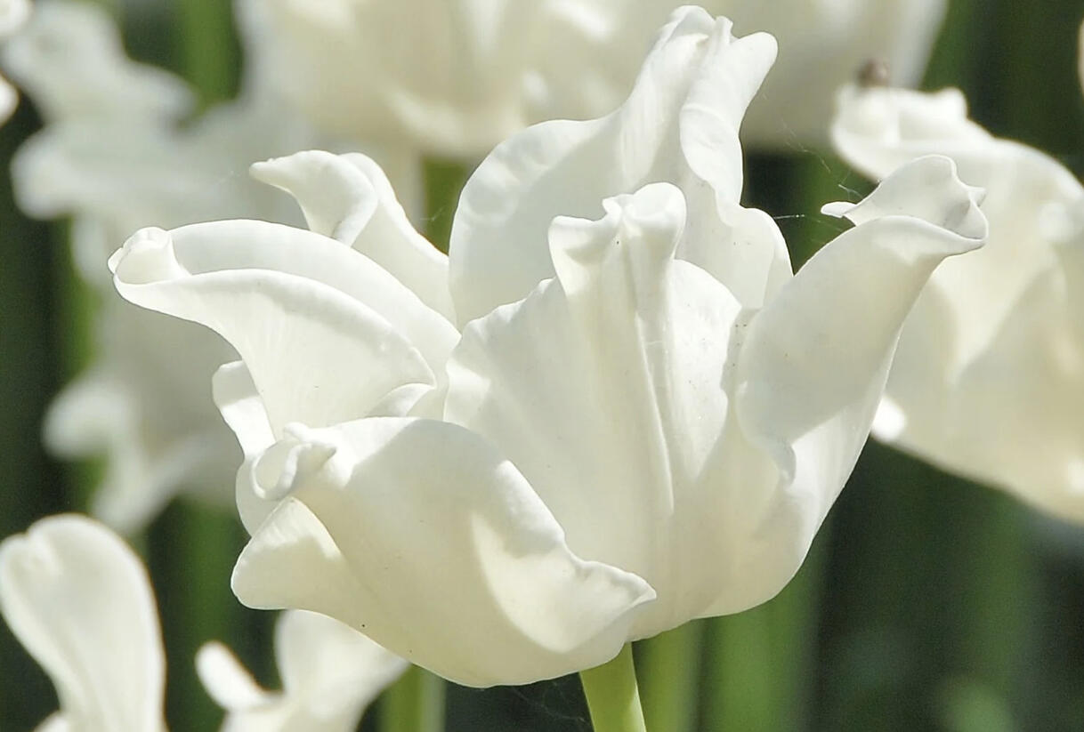 Tulipán coronet 'White Liberstar' - Tulipa Crown type 'White Liberstar'