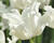 Tulipán coronet 'White Liberstar'