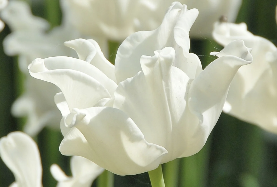 Tulipán coronet 'White Liberstar' - Tulipa Crown type 'White Liberstar'