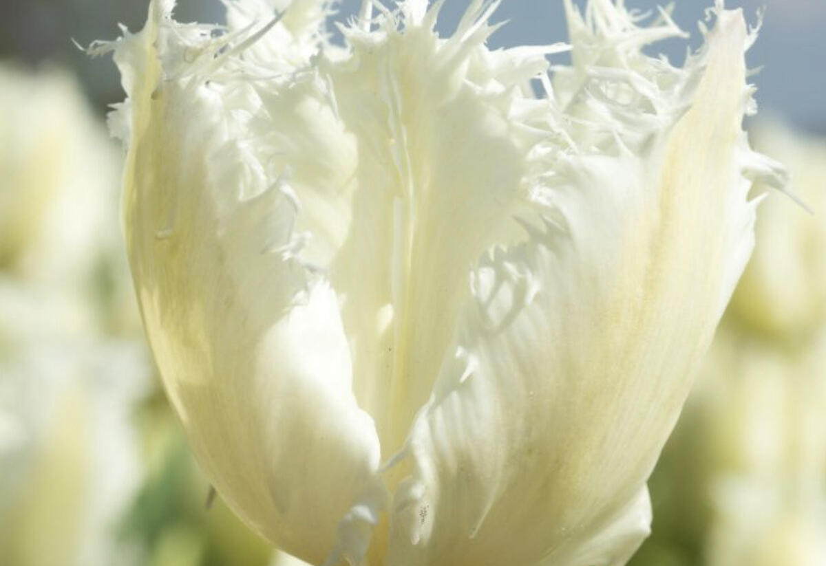 Tulipán třepenitý 'Noordeinde' - Tulipa Fringed 'Noordeinde'
