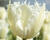 Tulipán třepenitý 'Noordeinde'