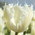 Tulipa Fringed 'Noordeinde'.png