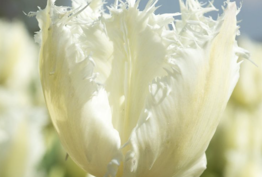 Tulipán třepenitý 'Noordeinde' - Tulipa Fringed 'Noordeinde'