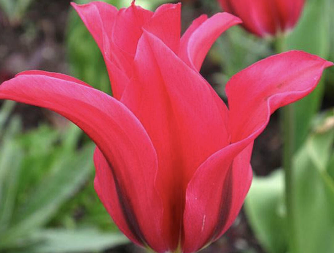 Tulipán zelenokvětý 'Doll's Minuet' - Tulipa Viridiflora 'Doll's Minuet'