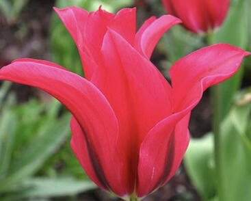 Tulipán zelenokvětý 'Doll's Minuet'