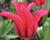 Tulipán zelenokvětý 'Doll's Minuet'