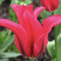 Tulipa 'Doll's Minuet'.png