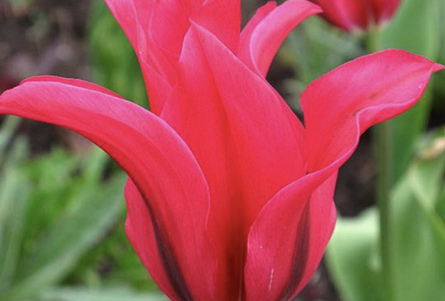 Tulipán zelenokvětý 'Doll's Minuet' - Tulipa Viridiflora 'Doll's Minuet'