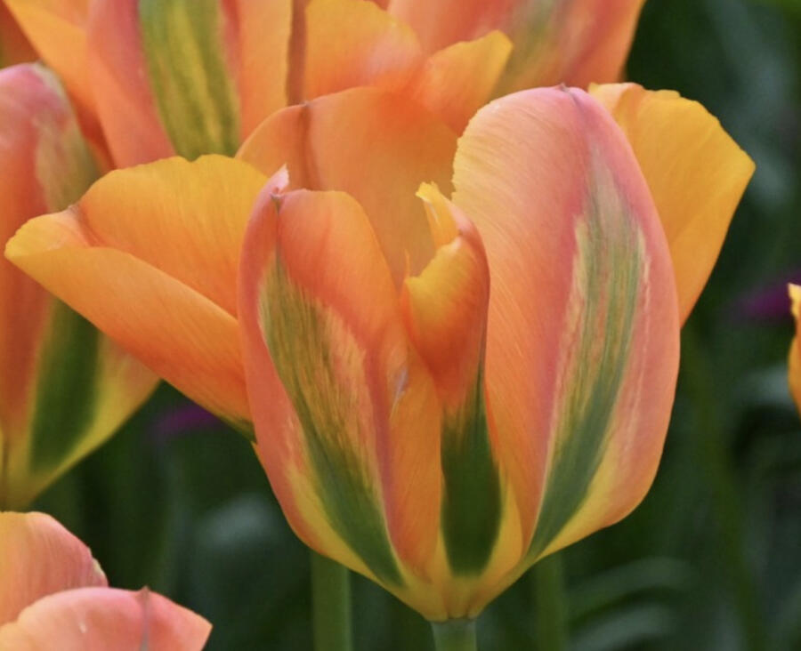 Tulipán zelenokvětý 'Orange Marmelade' - Tulipa Viridiflora 'Orange Marmelade'