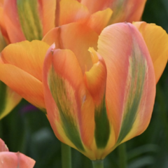 Tulipán zelenokvětý 'Orange Marmelade' - Tulipa Viridiflora 'Orange Marmelade'