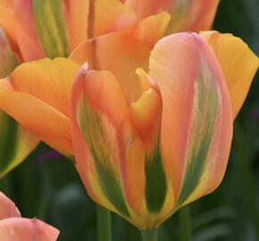 Tulipán zelenokvětý 'Orange Marmelade'