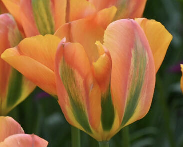 Tulipán zelenokvětý 'Orange Marmelade'