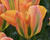 Tulipán zelenokvětý 'Orange Marmelade'