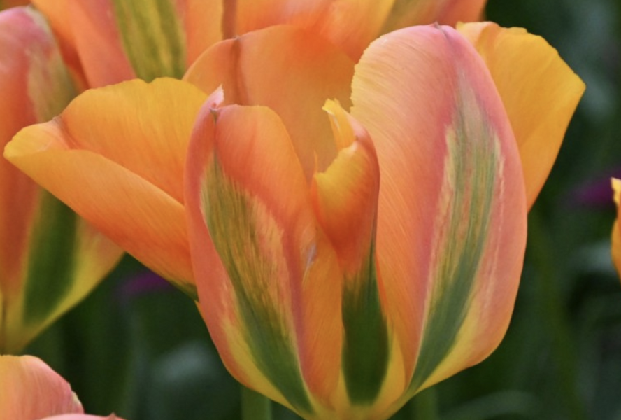 Tulipán zelenokvětý 'Orange Marmelade' - Tulipa Viridiflora 'Orange Marmelade'