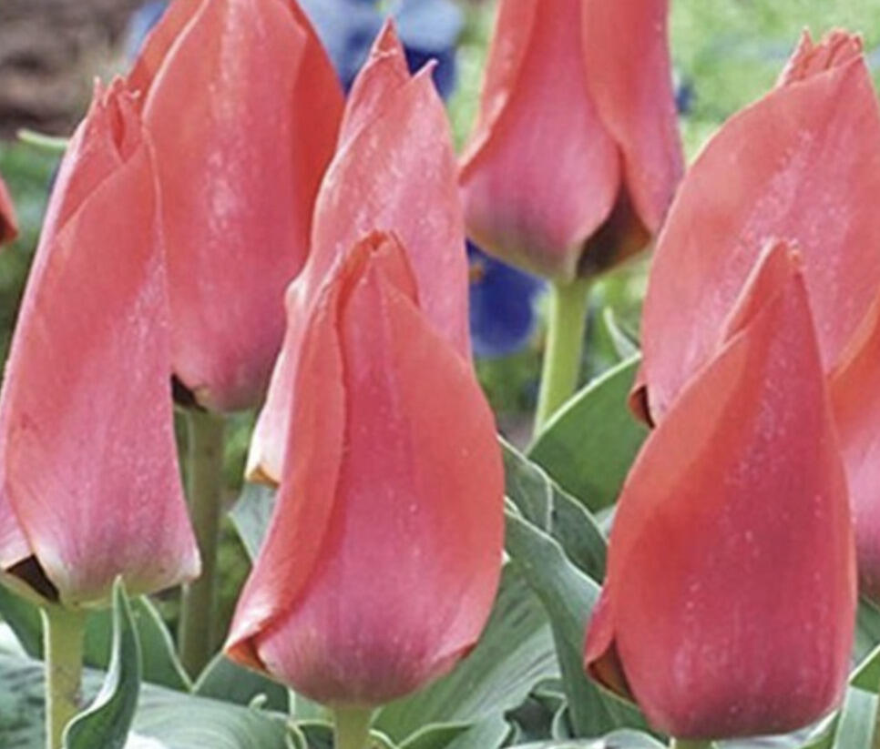 Tulipán Greigův 'Trauttmansdorff' - Tulipa Greigii 'Trauttmansdorff'